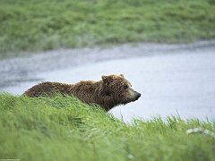 Peaceful Moment, Brown Bear, Alaska